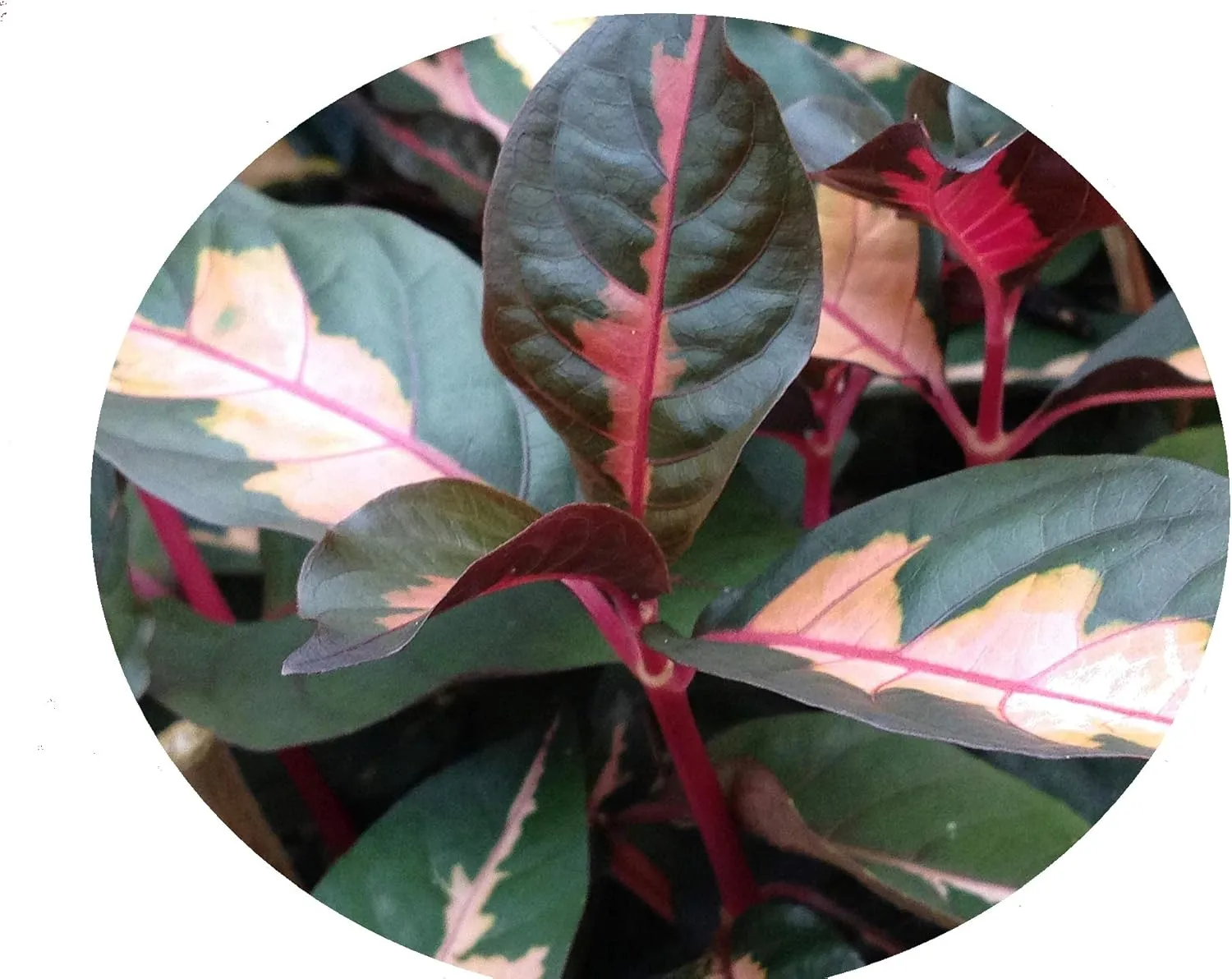Chocolate Caricature Jamaican Croton Tropical Live Plant Bronze Pink Variegated Foliage Indoor Outdoor Starter Size 4 Inch Pot Emeralds Tm