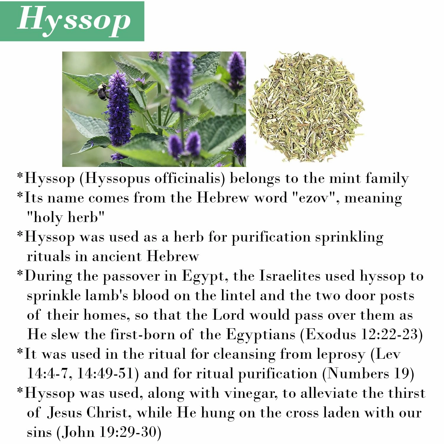 Cleanse Me With Hyssop Natural Hair and Body Wash, Organic Hyssop Infused Shampoo and Body Wash for Nourishing and Refreshing Hair & Body Cleansing (Tea Tree Peppermint & Green Tea)